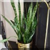 D02. Snake plant with brass cache-pot. 